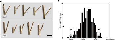 Identification of a major QTL and candidate genes analysis for branch angle in rapeseed (Brassica napus L.) using QTL-seq and RNA-seq